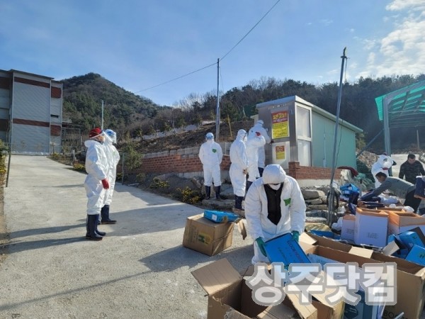 (축산과)상주에서도 고병원성 ai발생-1.jpg