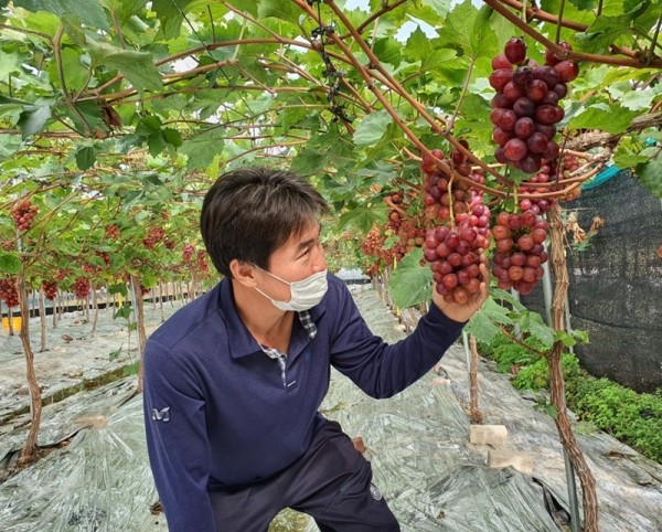 [기술보급과]국내 육성 포도 「홍주씨들리스」 첫 출하1.jpg