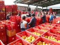 감 공판·수매 한창2.jpg