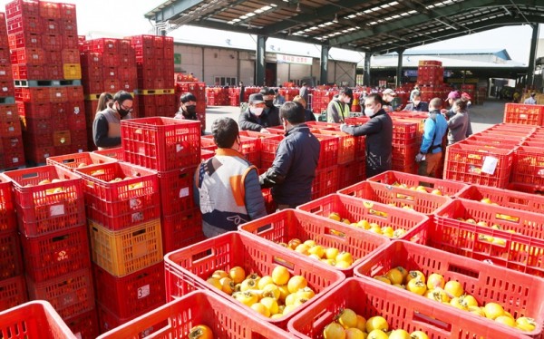 감 공판·수매 한창2.jpg